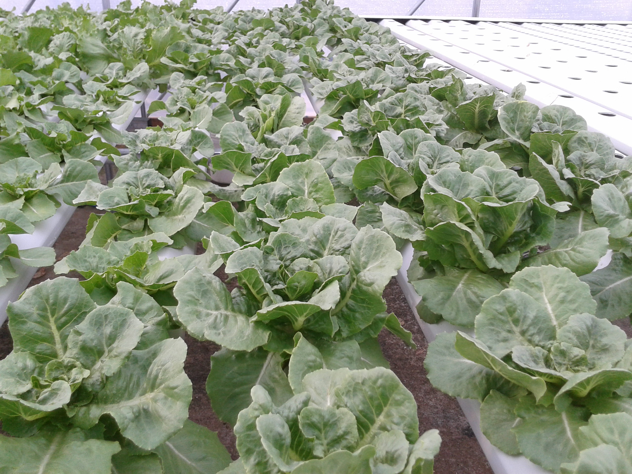 hydroponic lettuce mild